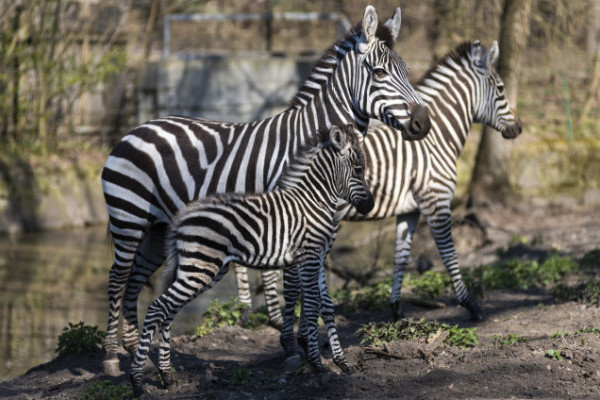 Zebra csikó látott napvilágot Állatparkunk Afrika kifutójában