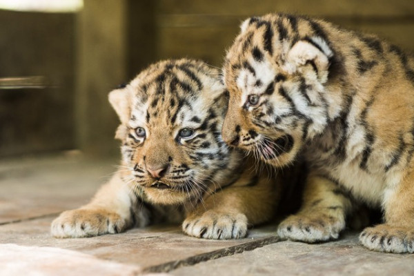 Egy csokornyi bébi!