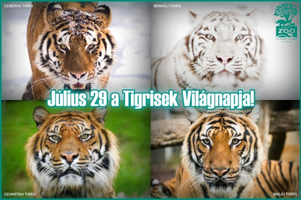 Július 29. A Tigrisek Világnapja 