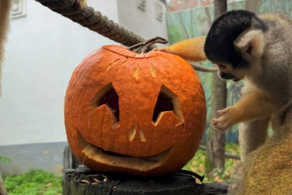 Tök jó meglepetés