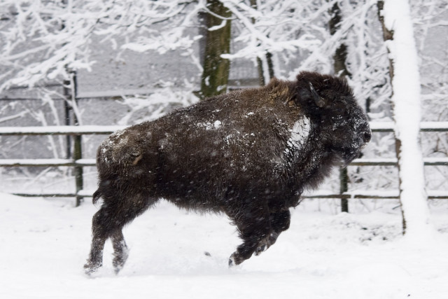 Állatparkunk minden évszakban más és más arcát mutatja