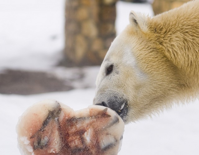 Ma ünnepeljük a  Jegesmedvék Világnapját!