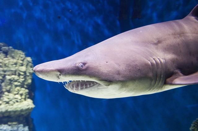 Egy hím homoki tigriscápa ( Carcharias taurus) érkezett  Állatparkunk Ócenáriumába, az itt élő nőstény mellé. 