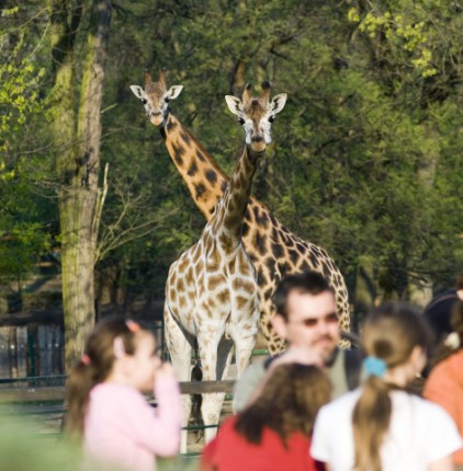 Ma van a Nemzetközi Zsiráfnap