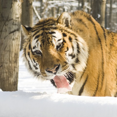 Mi nem alszunk téli álmot!