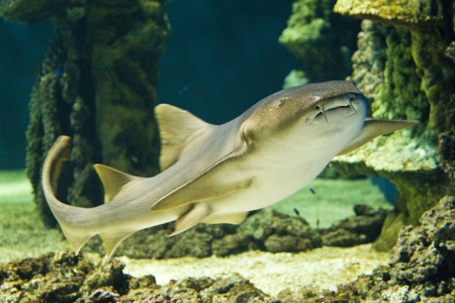 Különleges vizsgálat Állatparkunk 500.000 literes medencéjében