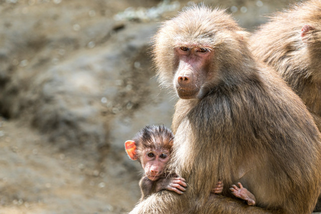 Szép számmal gyarapodott az ország legnagyobb pávián csapata