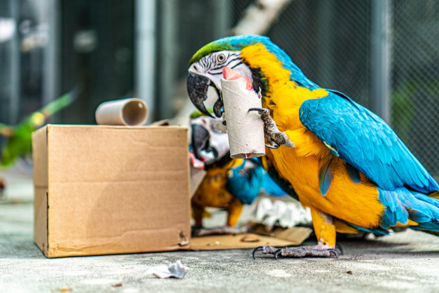 Környezetgazdagítás a papagájok röpdéjében