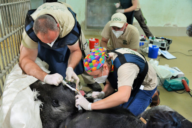 Életmentő beavatkozást  hajtottak végre   Állatparkunk ezüsthátú gorilla hímjén