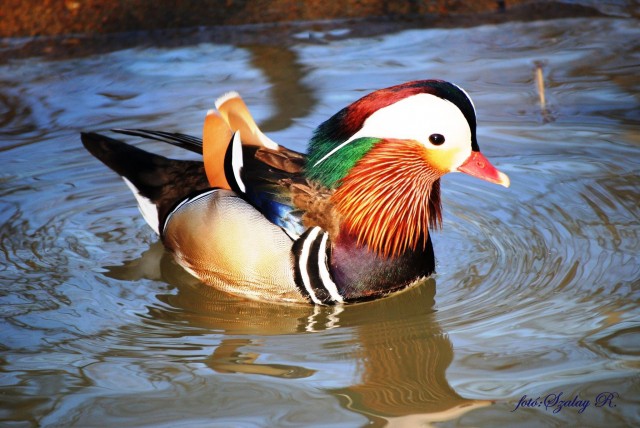 Már vízimadaraink is érzik a tavasz közeledtét!