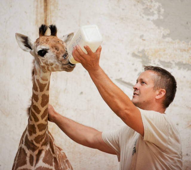 Kis zsiráf született Állatparkunk