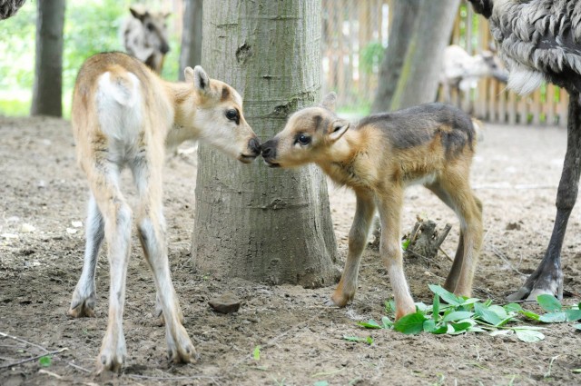 Szépen gyarapodik állatparkunk rénszarvas állománya