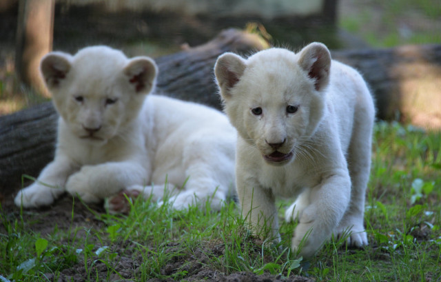 Nevet kaptak  Állatparkunk fehér oroszlánkölykei