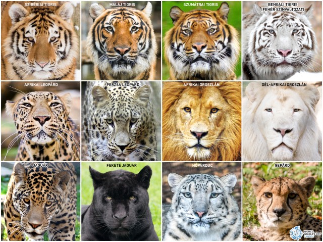 Ünnepeljük együtt a Vadvilág Világnapját!