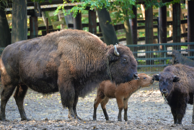 Amerikai bölény született a Nyíregyházi Állatparkban
