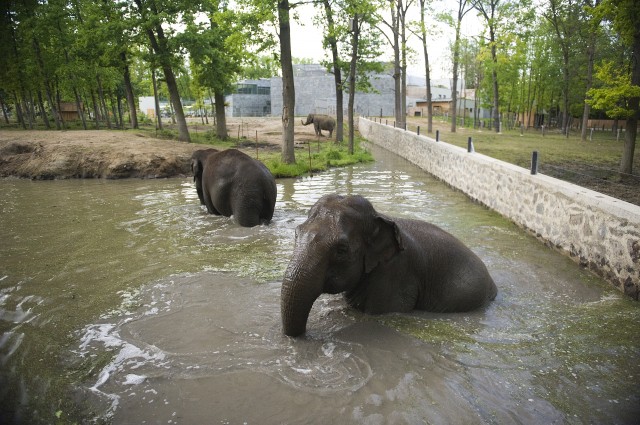 Fürdéssel, dagonyázással és jeges csemegével a hőség ellen.