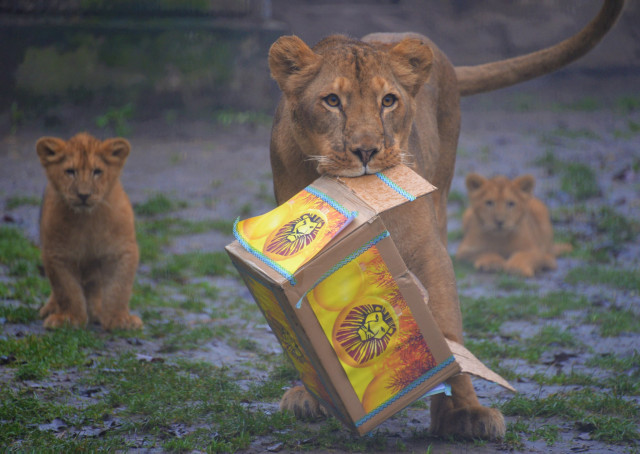 Állatok karácsonya