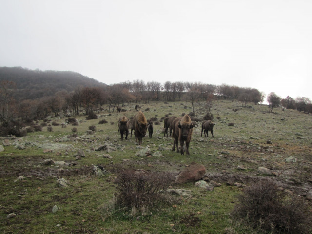 A természetbe visszatelepített nyíregyházi születésű európia bölényt befogadták fajtársai!