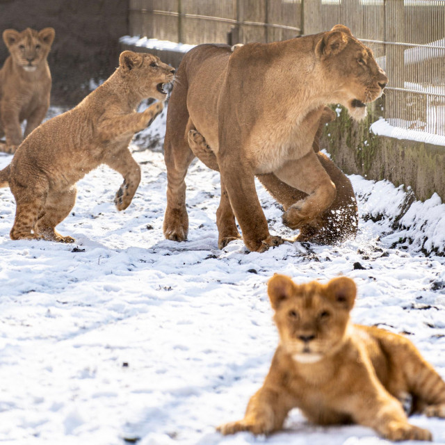 Oroszlánok a hóban?