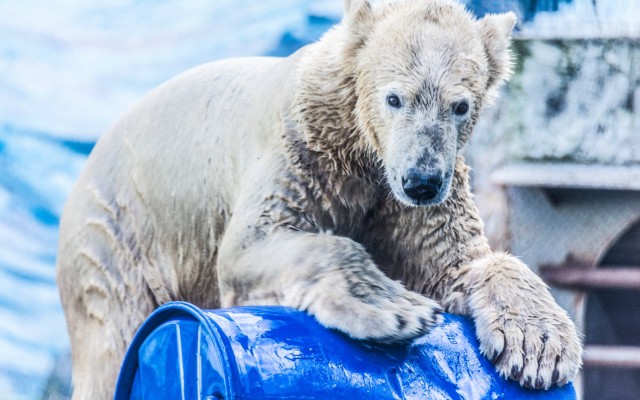 Jegesmedve szülinapi buli