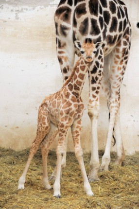 A születések, a látogatók és a beruházások éve volt a 2014-es esztendő