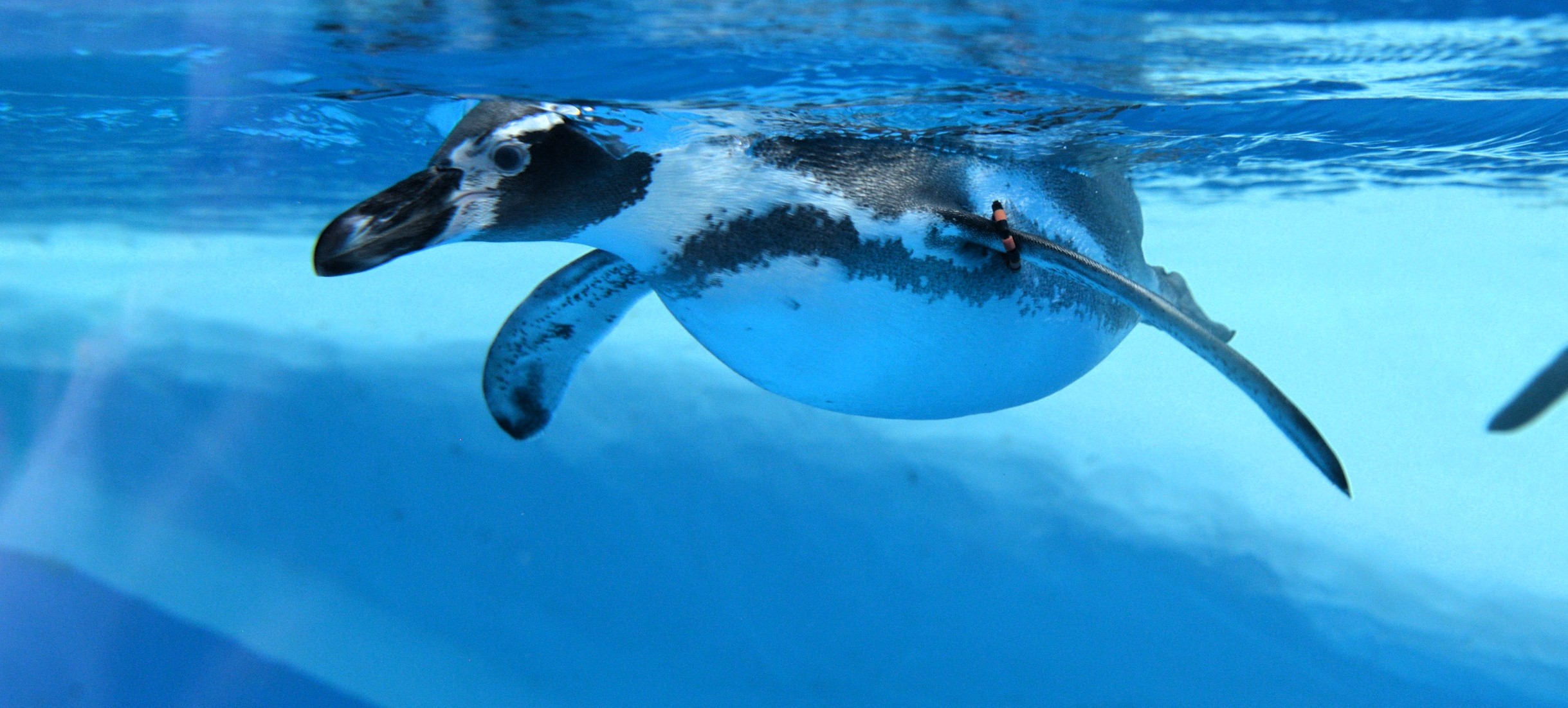 Megérkeztek az első lakók a Jégkorszakba