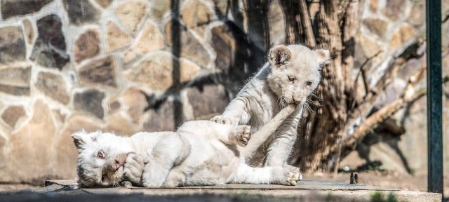 Március 15-én is nyitva vagyunk!
