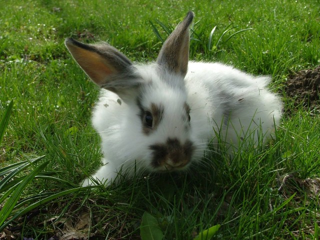 Ha alapos megfontolás után egy nyuszi az új házikedvenc: