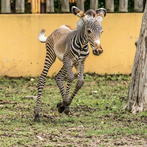 Pizsamás lovacska a Tarzan ösvényen