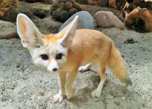 Társ érkezett Állatparkunk nőstény sivatagi rókájához
