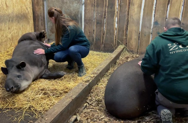 Állati kulisszatitkok