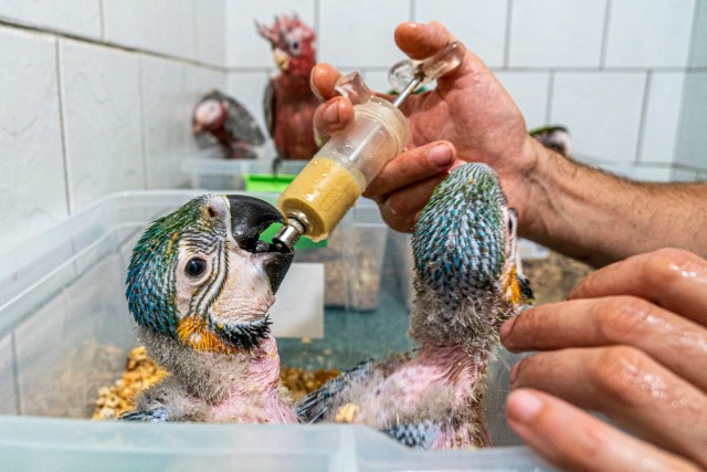 Pótpapa a madaraknál