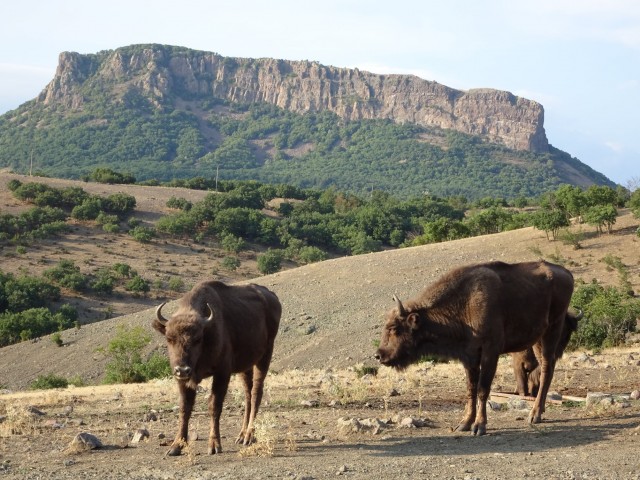 Újabb híreket kaptunk a természetbe visszatelepített bölényünkről
