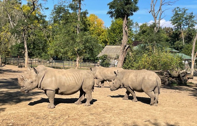 Új szélesszájú orrszarvú nőstény érkezett