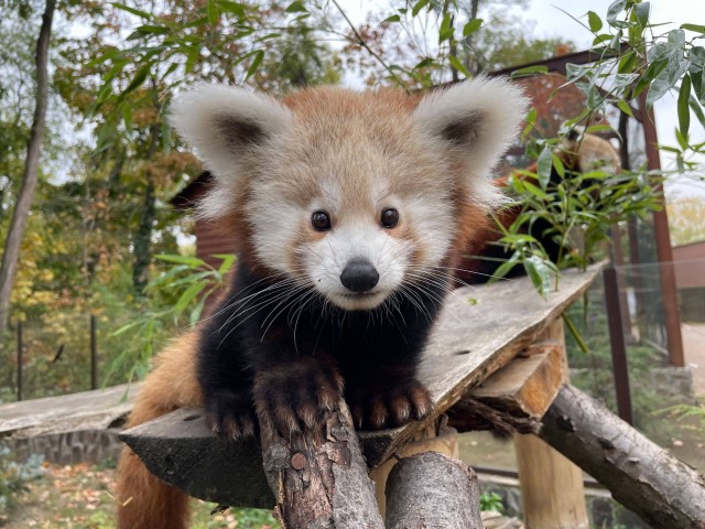 4 hónapos lett a vörös macskamedve kölyök