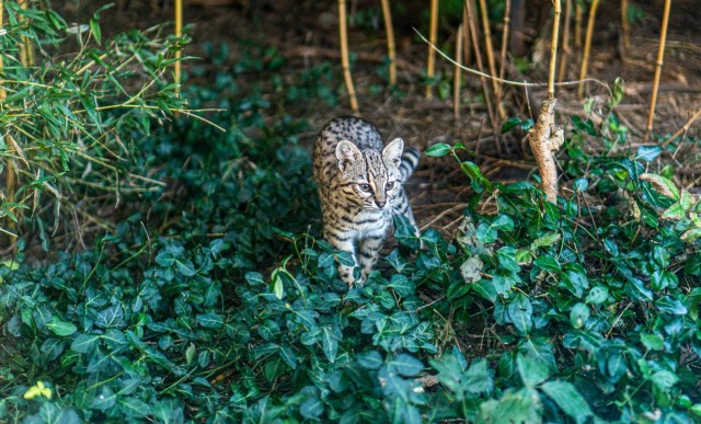 Ma van a Geoffroy-macska Világnapja!