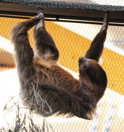 Ma van a lajhárok Világnapja!