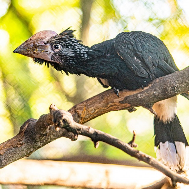 Ezüstös szarvcsőrű madarak keltek ki!