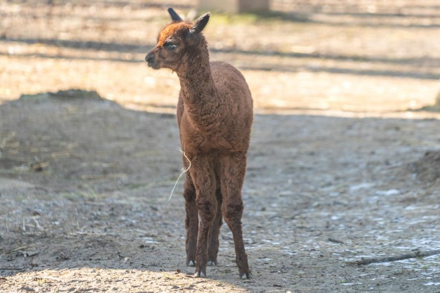 Új taggal bővült a Dél-Amerika bemutató