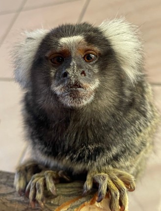 Megérkezett az első mentett állat Ukrajnából Állatparkunkba.