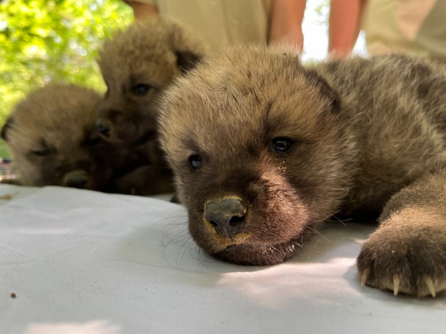 Sarki farkas hármasikrek születtek Állatparkunkban