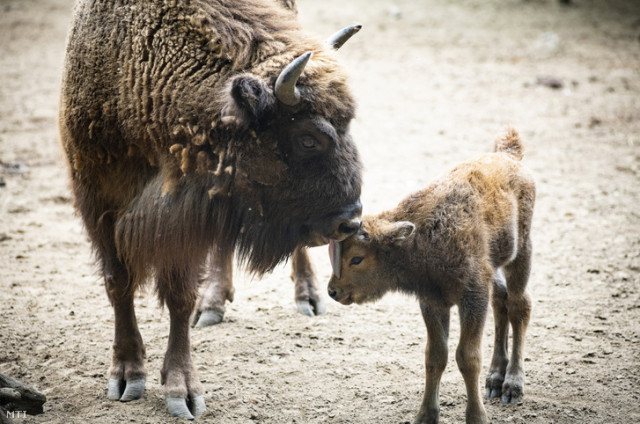 Európai bölény borjú született Állatparkunkban.