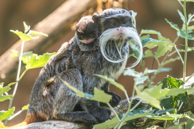 Császárbajszú tamarin születtek parkunk Viktória házában
