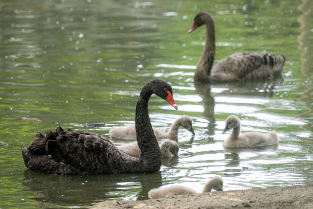 5 fekete hattyú fióka kelt ki Állatparkunkban