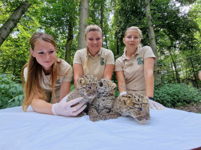 Észak-kínai leopárd hármasikrek születtek