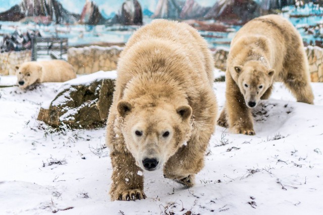 Mi nem alszunk téli álmot--Látogass el hozzánk!