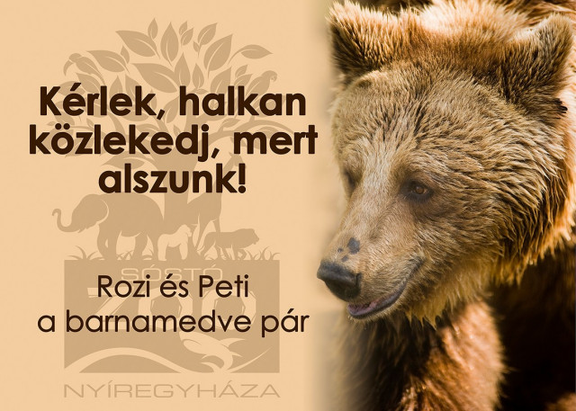 Nálunk nem jósolnak a barnamedvék