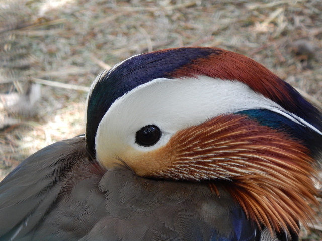 Tisztelt Látogatóink!  A kialakult helyzetre való tekintettel, a Nyíregyházi Állatpark  átmenetileg nem fogad látogatókat.