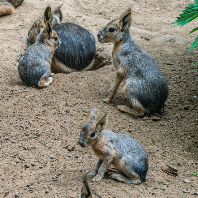 Nagy mara kölykök születtek az Andok-kalandok kifutórendszerében.
