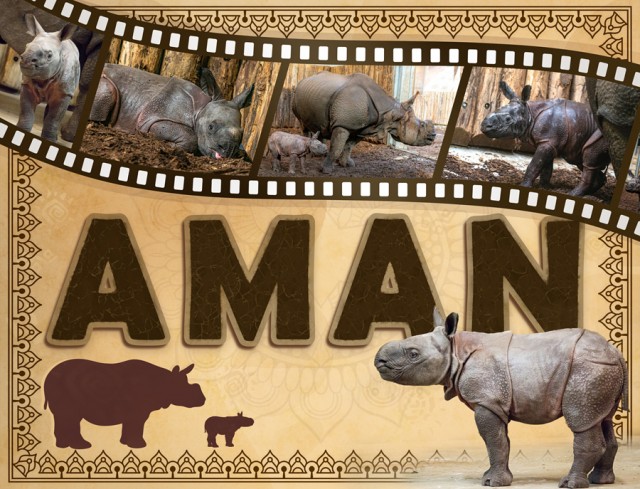 Nevet kapott az ország egyetlen indiai orrszarvú borja